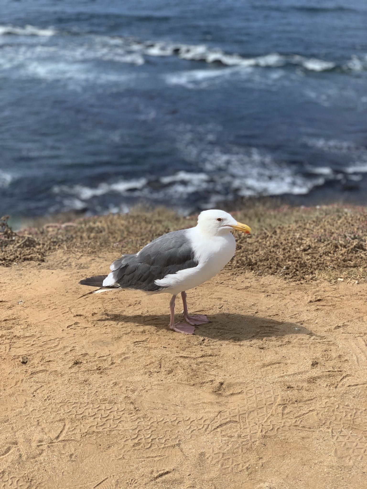 sd beach bird scaled