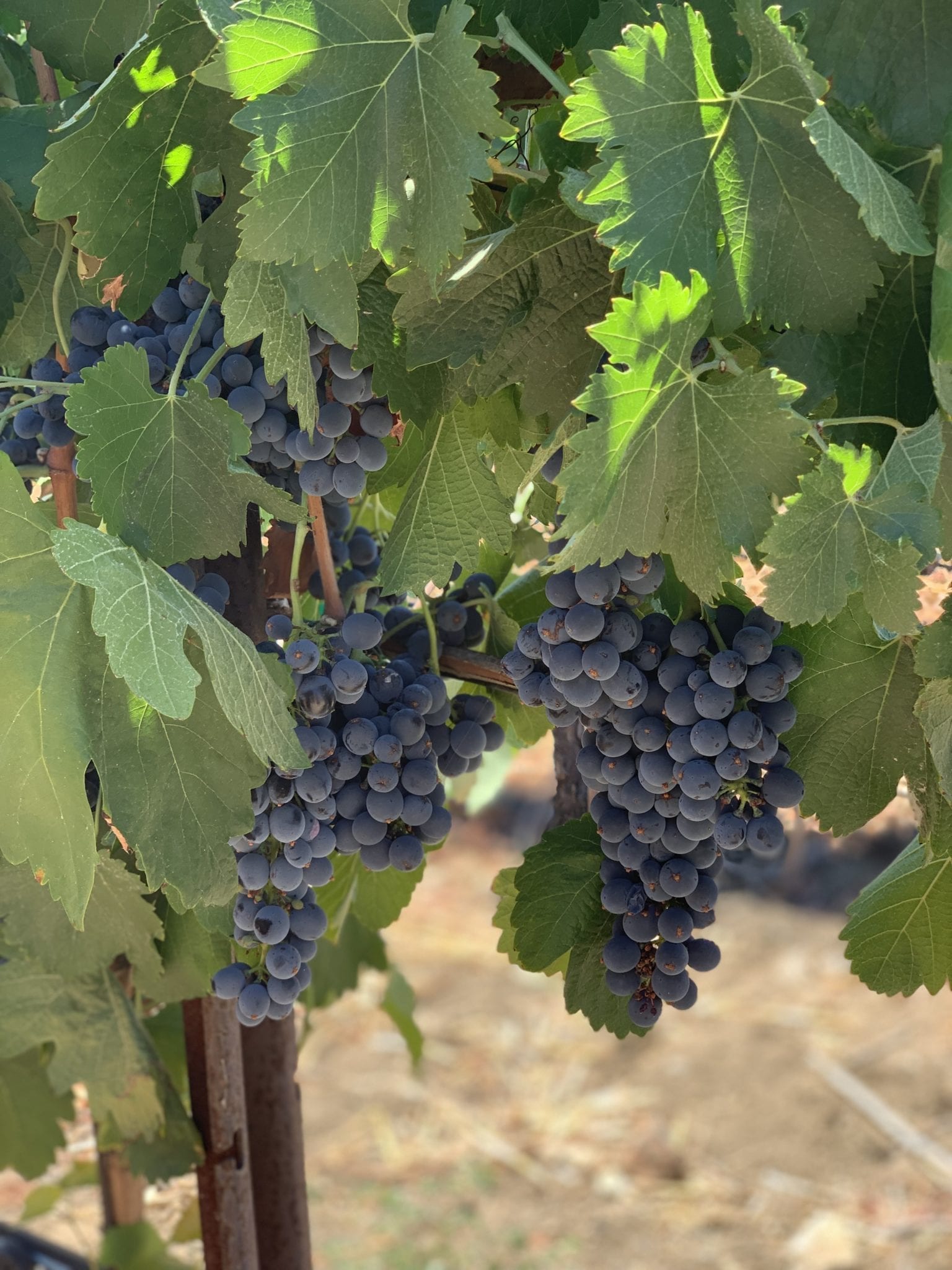 sd grapes scaled