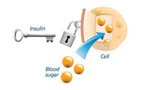 insulin lock and key illustration